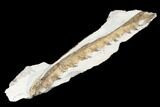 Fossil Mosasaur (Tethysaurus) Jaw Section - Asfla, Morocco #180852-3